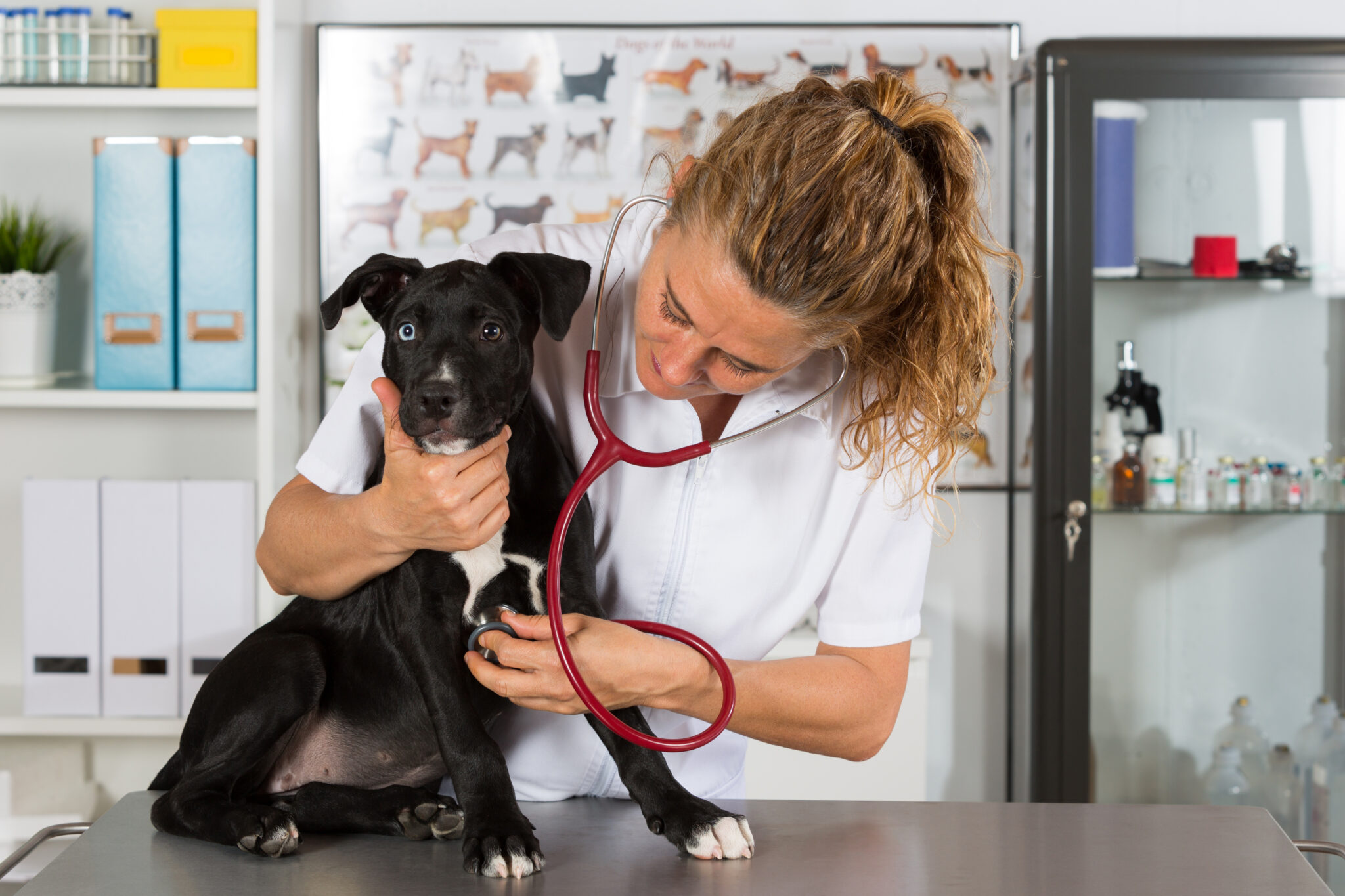 Consultations vétérinaires à domicile et télémédecine vétérinaire