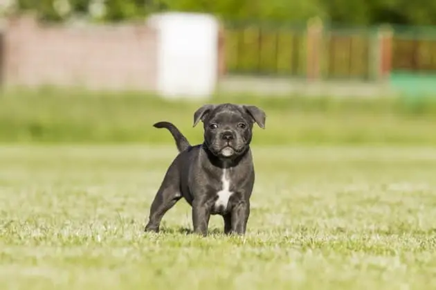 1. Suis-je prêt à m’engager pour des années ? Il faut savoir que les staffies sont des chiens qui vivent en moyenne 12 à 14 ans, ils auront donc un impact dans votre mode de vie (les vacances, le budget…). Nombreux sont mes amis ou les personnes avec qui j’échange, qui me disent qu’ils ne sont finalement pas prêts à sortir leur chien tous les dimanches matins, ou de ramasser tous les matins pendant les premiers mois les bêtises de leurs petits toutous. Si vous êtes sur le point d’acquérir un petit staffie, je vous conseille d’y réfléchir pendant quelques semaines afin d’avoir assez de temps pour réaliser tout ce qu’il implique. Si après ce moment de réflexion, vous êtes toujours tenté d’avoir un staffipote, je vous conseille de vous mettre à la recherche d’un bon élevage. 2. Ai-je le budget nécessaire pour m’en occuper ? Le budget lors de l’acquisition d’un chien est très souvent résumé à son achat, ce qui est une erreur. Il faut savoir qu’un Staffordshire bull terrier (staffie ou staffy) est vendu en élevage entre 900€ et 2500€. Les femelles ont une tendance à être toujours plus chères. J’ai donc demandé à plusieurs éleveurs et d’après eux, cette différence est justifiée par une rentabilité potentielle d’une future portée. Le prix varie aussi en fonction de la couleur. Les gris/bleus étant plus rares et plus demandés, il n’est pas rare de voir des prix allant de 1500€ à 2500€. Il faudra aussi compter environ 100-130€ au minimum, si vous achetez vos essentiels (panier, laisse, collier, jouets, gamelles) dans une animalerie. Je vous détaillerai dans le prochain article le coût de l’arrivée d’un staffie. L’alimentation d’un chien a aussi un coût non négligeable en fonction de l’endroit où vous achèterez vos croquettes. Il vous faudra prévoir une soixantaine d’euros tous les mois et demi. Sans oublier tous les frais de vétérinaire prévus et les plus importants : les imprévus. Comme nous, il peut arriver que nos petites boules de muscles se blessent ou soient malades. C’est à ce moment-là que l’engagement financier est le plus important. 3. Ai-je assez de temps et de patience ? Les staffies sont capables de rester seuls le temps que l’on parte travailler, mais il faut savoir que cela ne se fait pas du jour au lendemain. Les premières semaines, les chiots ont besoin d’énormément d’attention et il faut commencer leur éducation dès leurs premiers mois. En travaillant sur sa propreté, Garro (mon staffie) a été propre entre le 4e et le 5e mois. Petit à petit, il faudra préparer son staffie à son nouveau mode de vie, c’est à dire qu’il faudra l’habituer progressivement à rester seul, l’éduquer, le sociabiliser, le sortir, le promener, et pour beaucoup d’entre vous, il vous faudra supporter ses destructions jusqu’à ce qu’il apprenne. Cela demandera du temps et de la patience comme s’il s’agissait de votre enfant. Une fois que vous aurez pris le temps de lui apprendre tout ça, vous pourrez partager une vie agréable pour vous et votre compagnon canin. 4. Que fera le chien pendant les vacances ? Énormément de chiens sont abandonnés pendant les vacances. Pas mal de gens oublient de penser à ce qui se passera pendant les vacances. Personnellement, je déconseille de trop compter sur les personnes extérieures au foyer. Même s’il y a toujours des proches (grands-parents, parents, frères, sœurs, amis) qui adorent votre chien, il faut savoir que beaucoup de monde aime passer uniquement les bons moments avec votre chien et n’ont pas conscience de ce que représente la vie avec lui. Il se peut qu’on vous dépanne une ou plusieurs fois mais il y a un risque de ne pas pouvoir toujours laisser votre toutou à quelqu’un. Aujourd’hui, il existe un certain nombre de solutions payantes afin de faire garder son chien (hôtel canin, dogsitting) ou d’emmener son chien avec soi, car de plus en plus d’hôtels acceptent les chiens. Les staffies ne sont pas acceptés par toutes les compagnies aériennes car leur morphologie est assimilée à celle des chiens de combat. Mais pas d’inquiétude comme je vous le disais, énormément de solutions existent aujourd’hui. N’hésitez pas à emmener vos compagnons à la montagne ou à la plage. 5. Pourquoi voulez-vous un chien ? Il existe de nombreuses raisons de vouloir adopter un staffie. Il se peut que ça soit pour faire plaisir aux enfants, ou pour contrer la solitude, ou bien comme compagnon de sport. Personnellement, j’ai eu envie de prendre un staffie car avec mon rythme de travail décalé par rapport à mon entourage, il m’accompagne pendant mes jours de repos et se repose lors de mes gardes de nuit. De plus, les staffies sont des boules d’affection, toujours prêts à jouer comme à ronfler sur le canapé. Si vous cherchez un chien qui est très bien adapté à la vie de famille (en appartement et maison), avec une énergie débordante lors des sorties, et qui n’est pas imposant (par sa taille), mais avec un très joli aspect sportif, le Staffordshire bull terrier est fait pour vous.