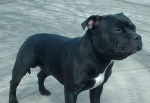 Dressage Staffie : comment s’y prendre ?