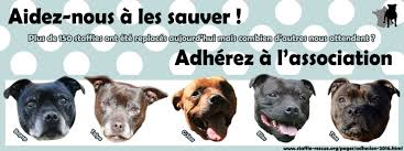 staffie rescue