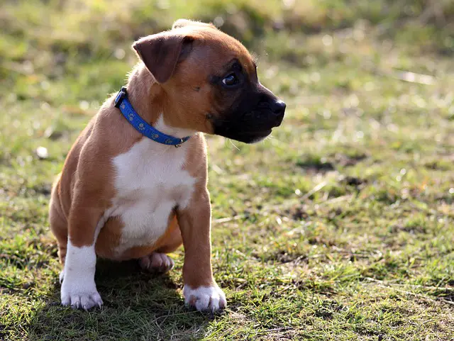 Les accessoires indispensables pour l'arrivée de votre staffie