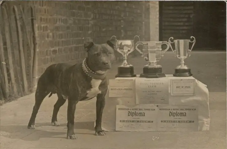 Quelles sont les origines du staffie (Staffordshire Bull terrier)? Quelles sont les origines du staffie (Staffordshire Bull terrier)?