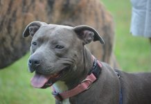 Transporter son chien en voiture : conseils pour un trajet en toute sécurité Quel est le prix d’un staffie bleu?