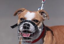 Le staffie doit-il porter une muselière? Le staffie doit-il porter une muselière?