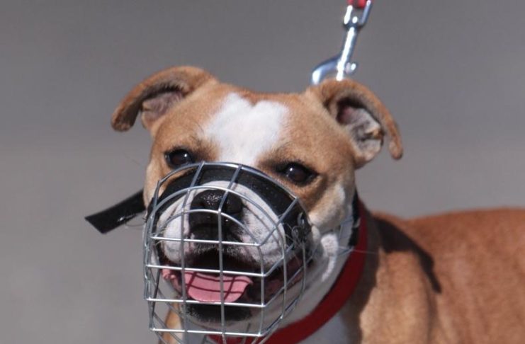 Le staffie doit-il porter une muselière? Le staffie doit-il porter une muselière?