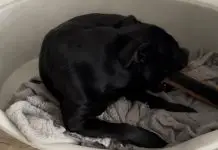 Staffie destructeur: 10 astuces pour solutionner ce comportement staffie destructeur que faire