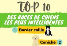 TOP 10 des races de chiens les plus intelligentes TOP 10 des races de chiens les plus intelligentes infographie