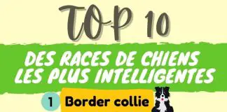 TOP 10 des races de chiens les plus intelligentes infographie