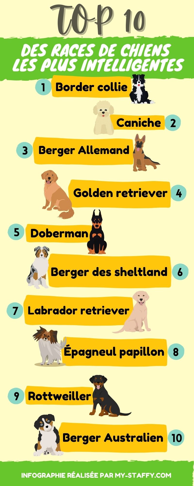 Le Top 12 des races de chiens les plus intelligentes