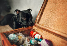 8 Objets Insolites décoratifs pour créer un environnement Stimulant pour votre Staffie