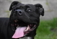 Pression de la mâchoire du Staffordshire Bull Terrier (Staffie) : Tout savoir Machoire d'un staffie - pression