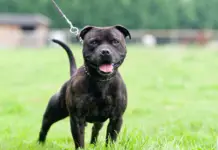 Prévenir et gérer l’agressivité chez le Staffordshire Bull Terrier (Staffie)