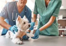 Comment votre chien reste-t-il actif et en bonne santé ?