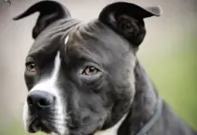 Les Staffies et l’Importance des Soins Vétérinaires d’Urgence vétérinaire pour un staffy