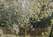 Quel est l’accessoire de couchage idéal pour un staffie?