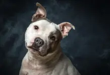 Prendre soin de la santé de votre Staffie : L’importance d’une assurance adaptée