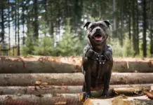 Documenter la vie de votre Staffordshire Bull Terrier en vidéo