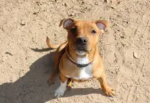 Que faut-il savoir avant d’adopter un staffy ?