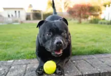 Offrir un jouet à son chien : bien plus qu’un simple accessoire